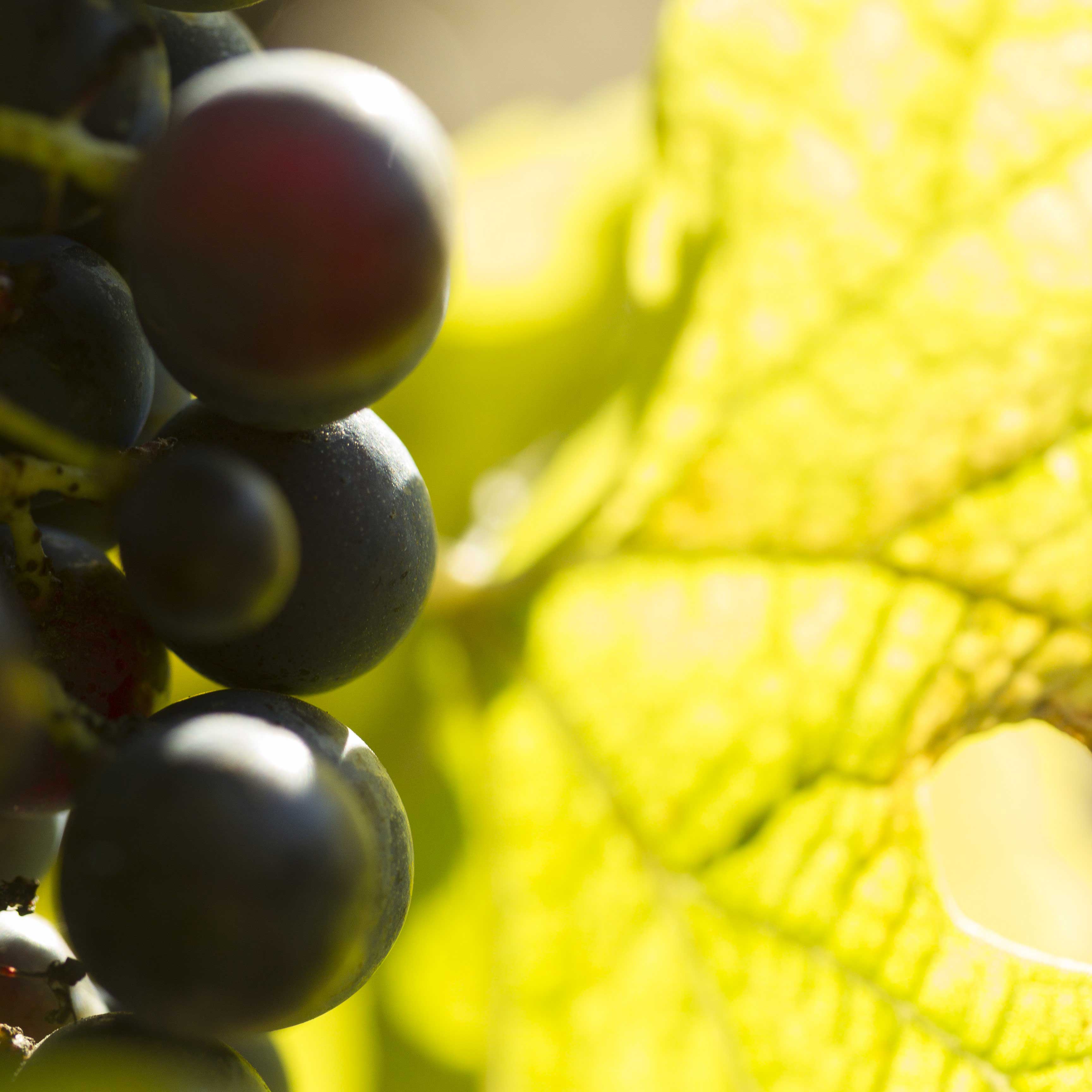 Grappe de raisin grenache gris vigne Pays d’Oc Clairement Rose de Roche Mazet