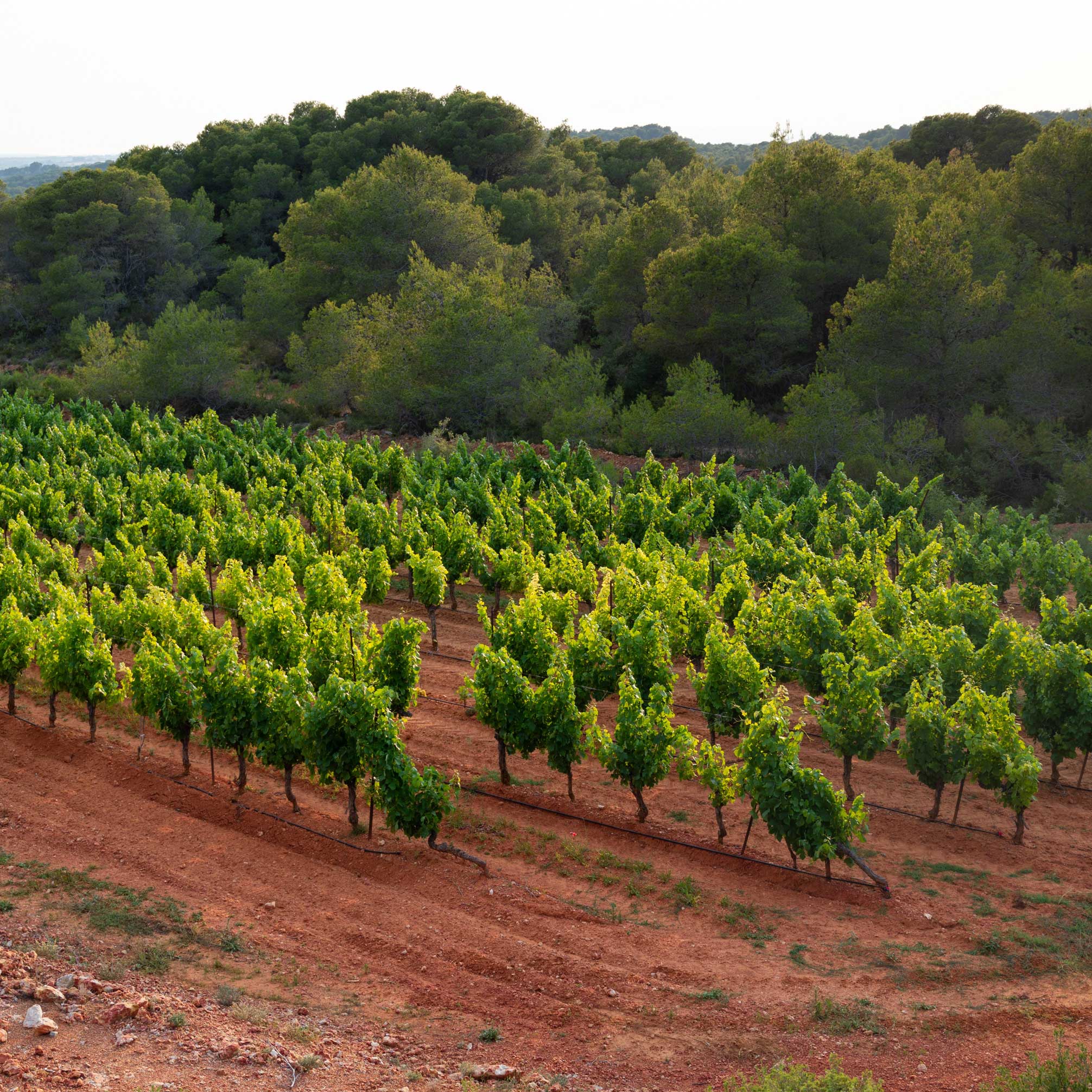Vignes du pays d’oc Clairement Rose de Roche Mazet