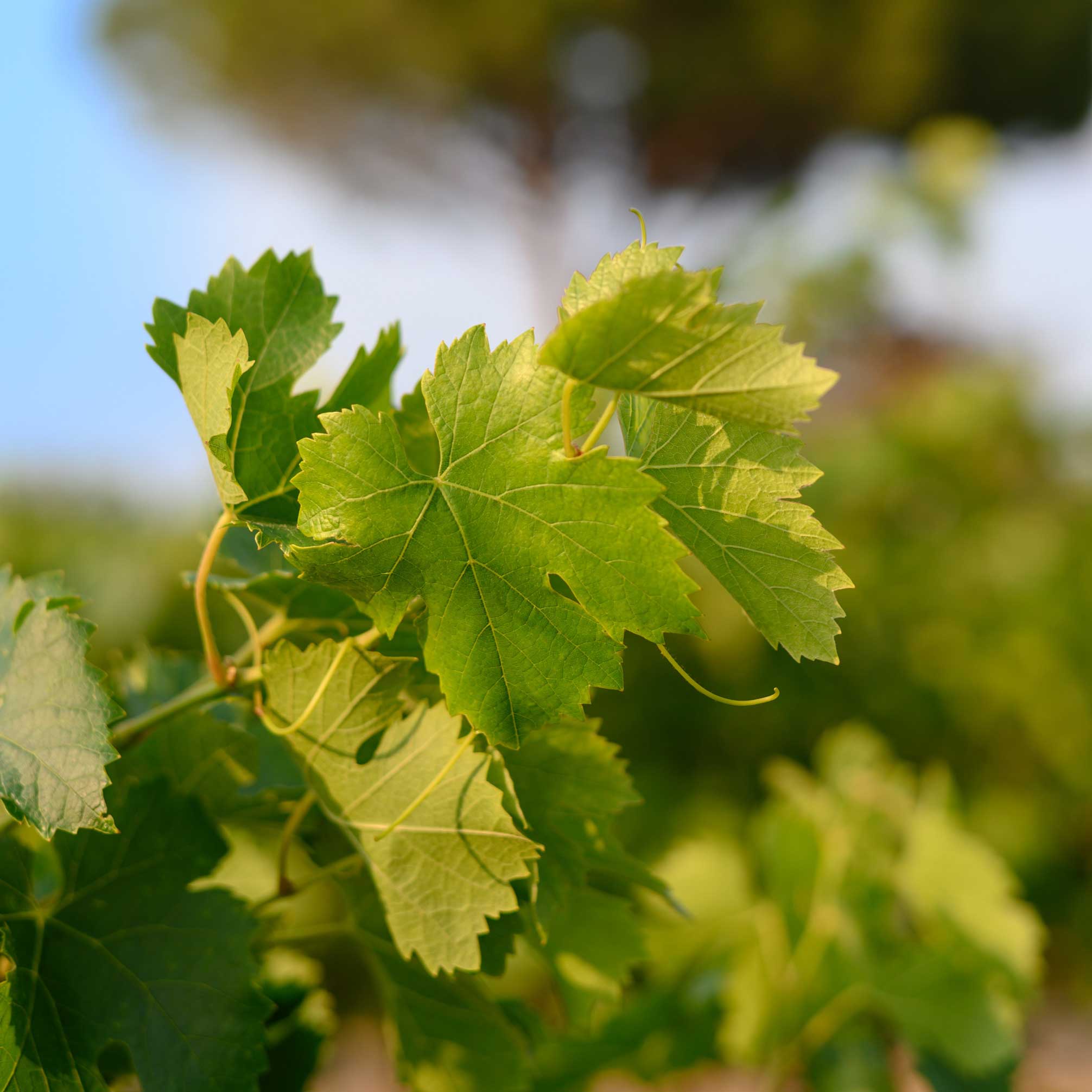 Vignes Roche Mazet du Pays d'Oc